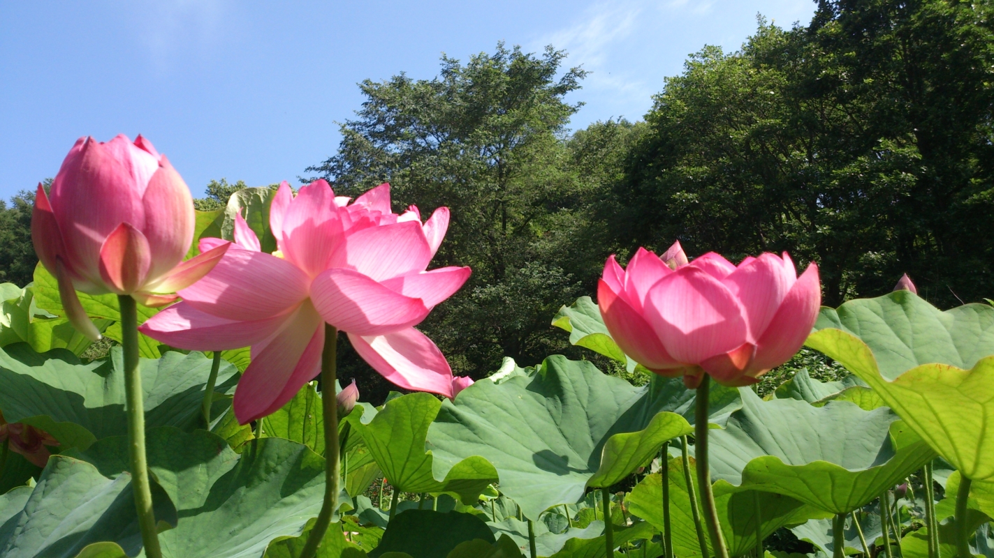 蓮池の賑わい