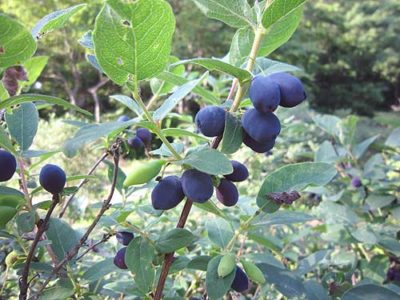お待たせいたしました! ハスカップ狩り 明日(18日)からOPEN いたします!!