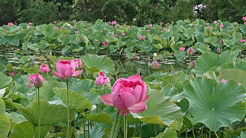 蓮池の賑わい