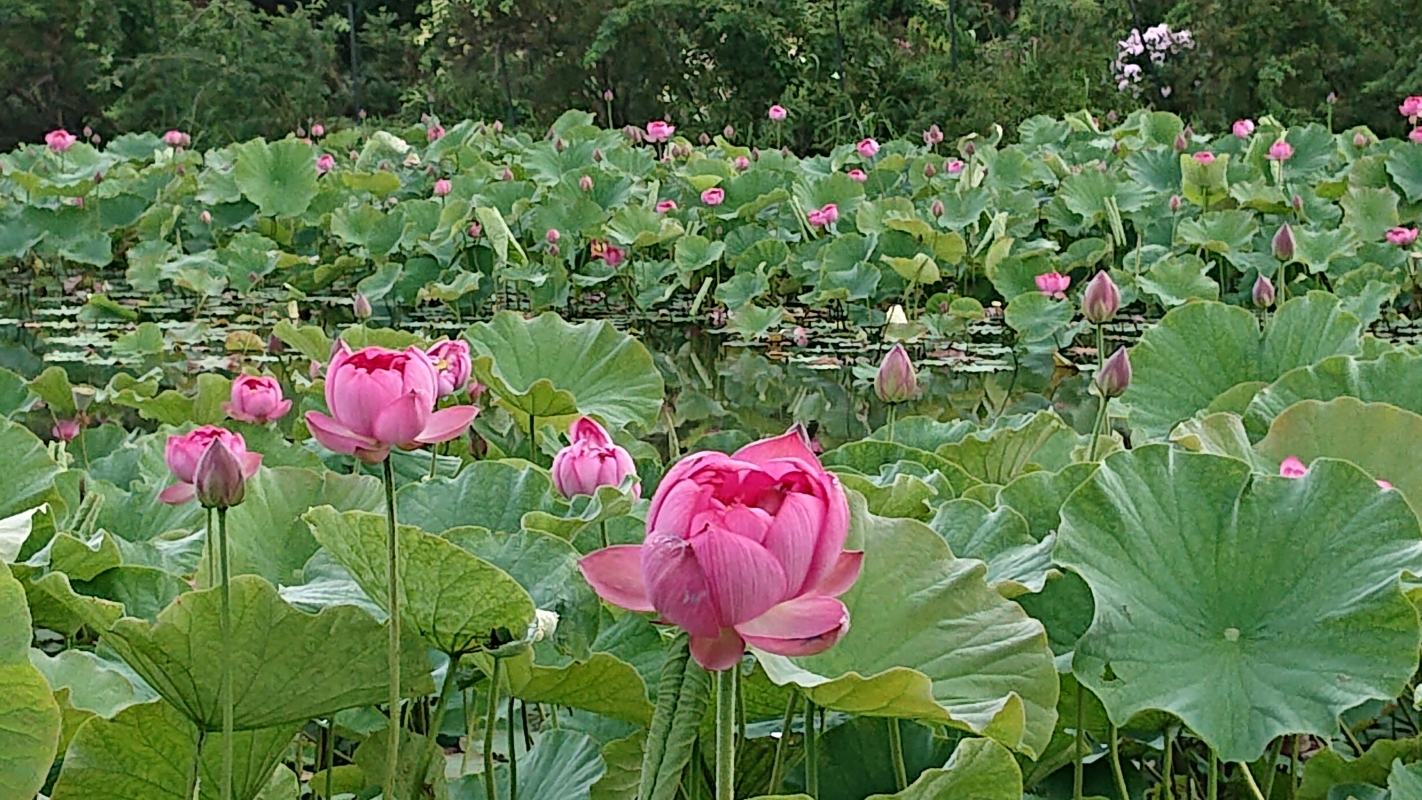 今季蓮池は8月30日で閉園しました