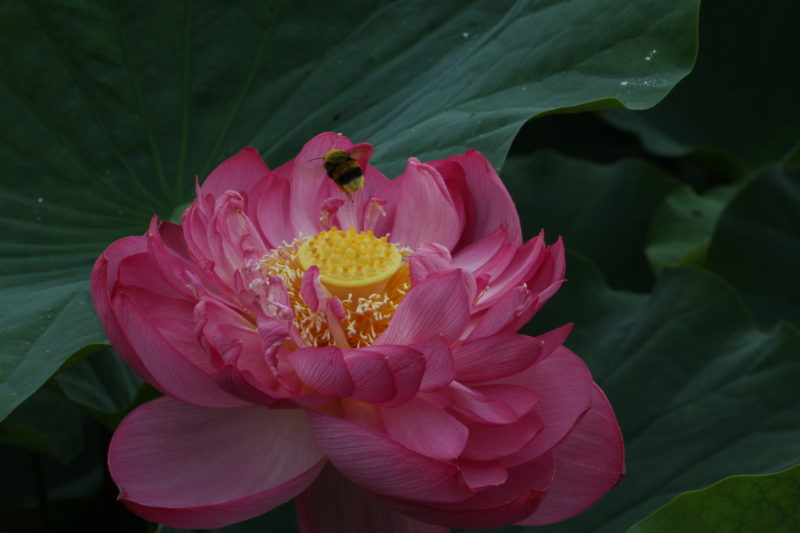 蓮池は8月28日にて閉園いたします。。。