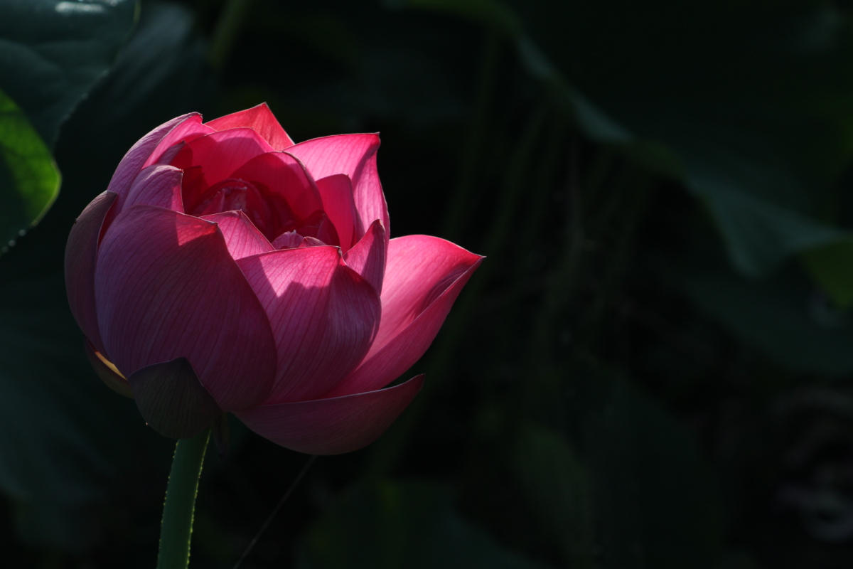 ハス池、お花畑開園いたしました