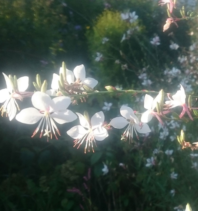 花工房あや