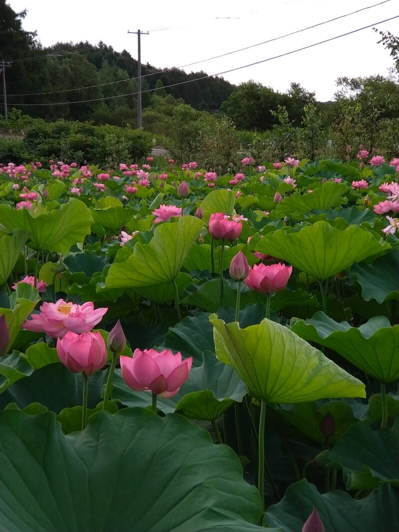 ハス池、お花畑開園いたしました