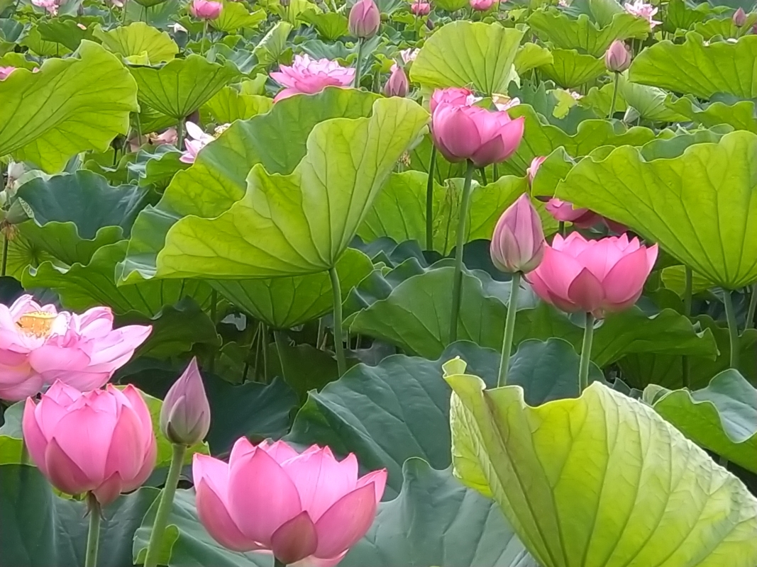 2025年蓮池公開は終了いたしました
