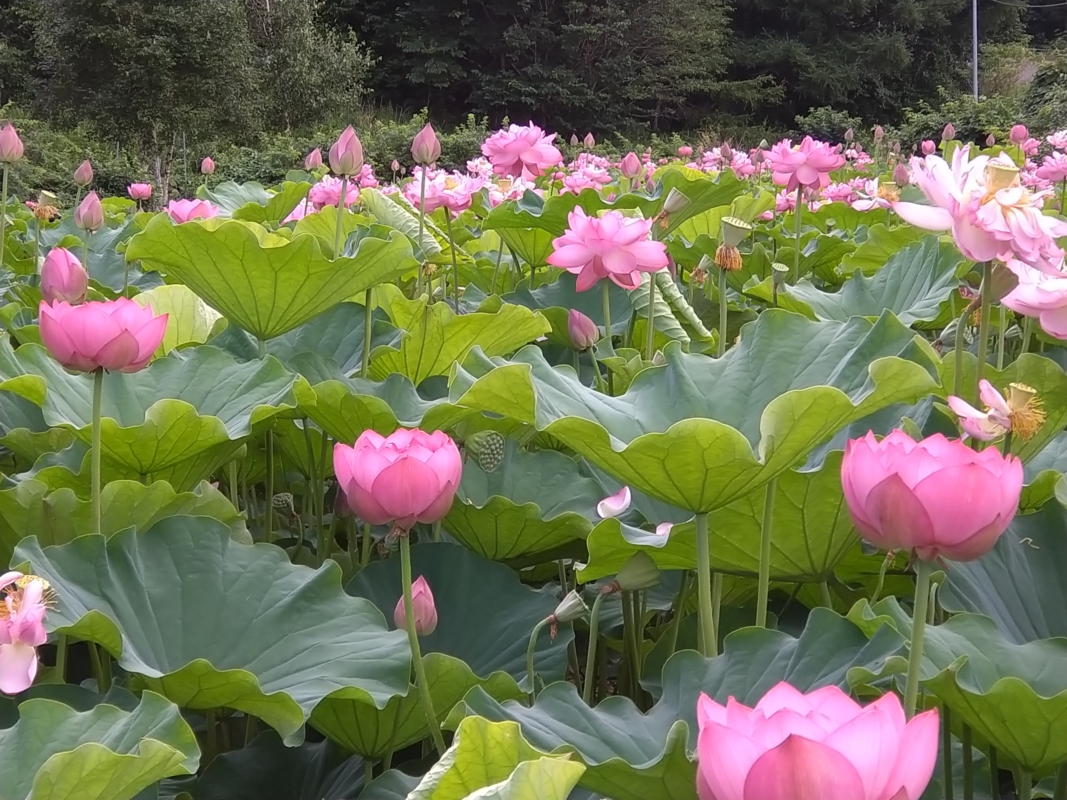 今季蓮池は8月30日で閉園しました