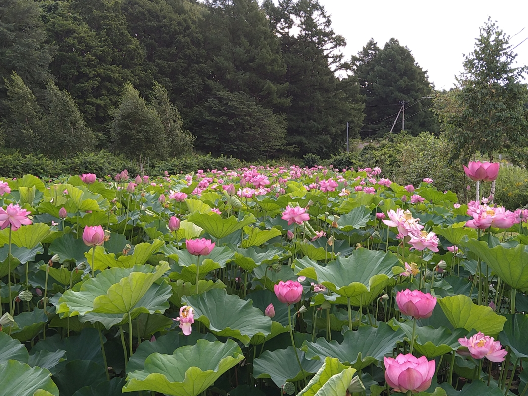 ハス池、お花畑開園いたしました