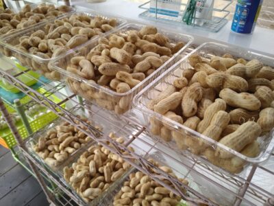 生落花生　販売開始です