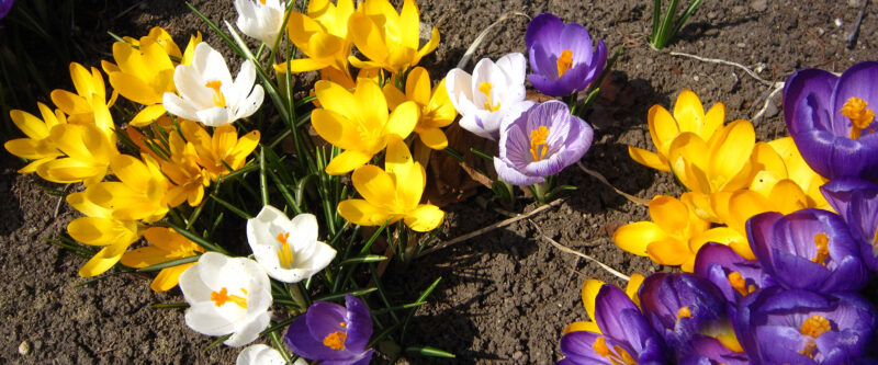 4月のショップ営業