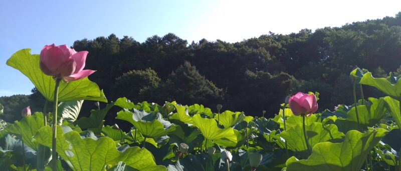 ハスの花が満開状態！