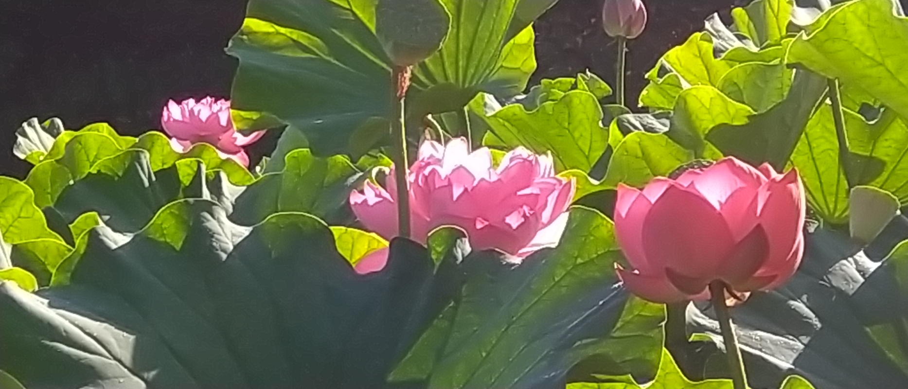 ハスの花が満開状態！