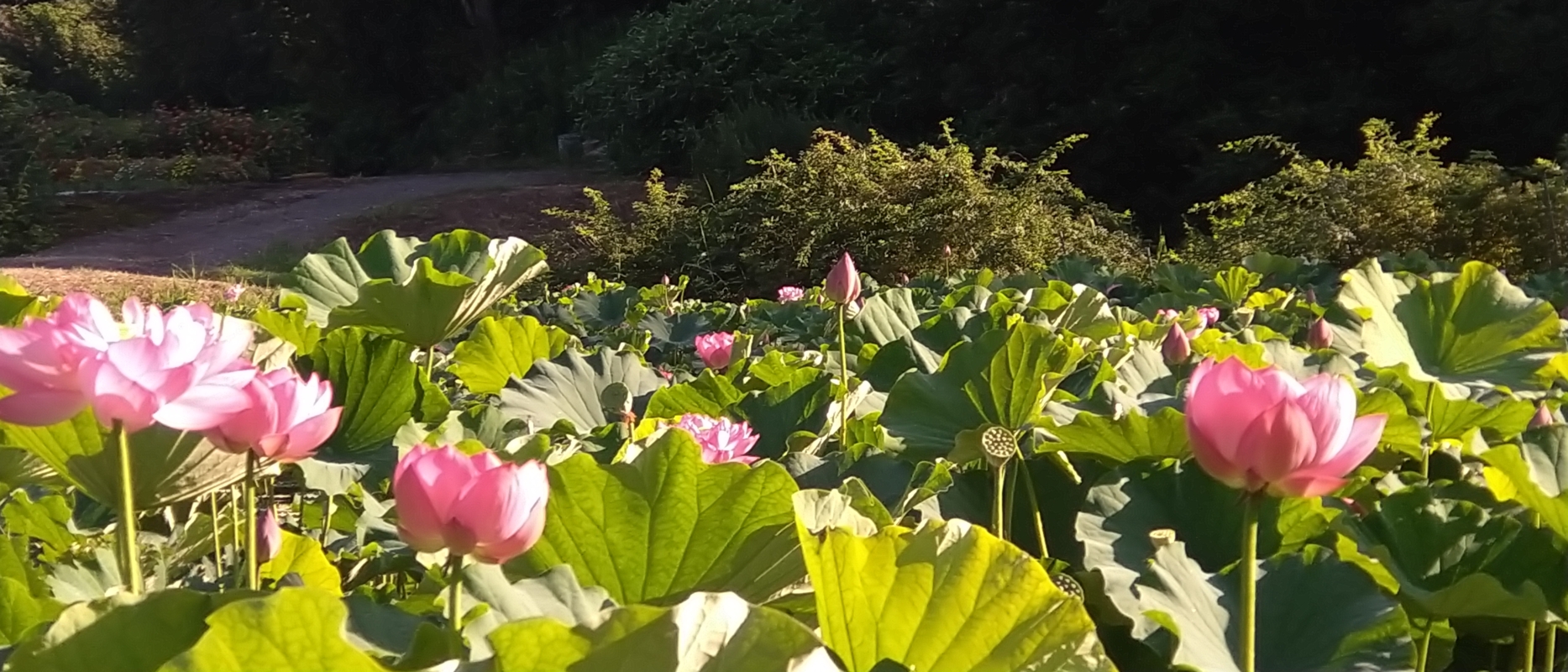 ハスの花が満開状態！