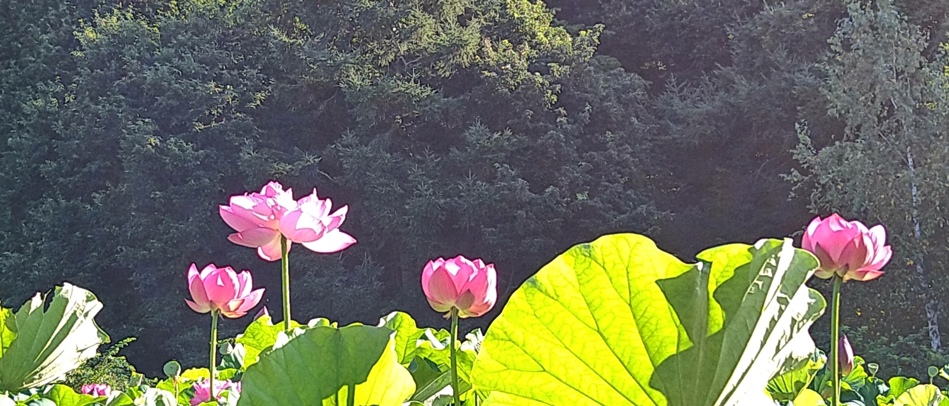 ハスの花が満開状態！