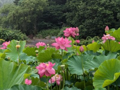 2025年蓮池は終了いたしました