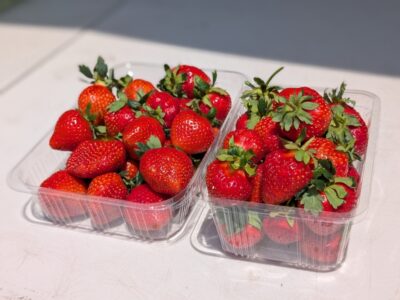 明日16日はいちご狩り、販売 お休みいたします。