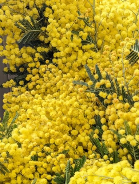 ６日まで期間限定ミモザアレンジメント体験講習おこないます