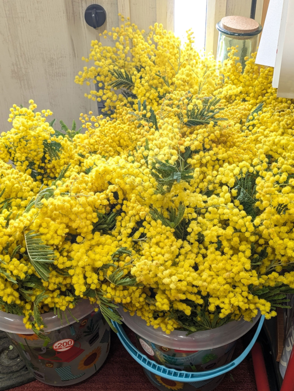 ６日まで期間限定ミモザアレンジメント体験講習おこないます