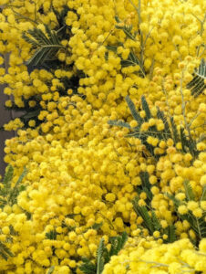 ２月６日まで期間限定ミモザアレンジメント体験講習