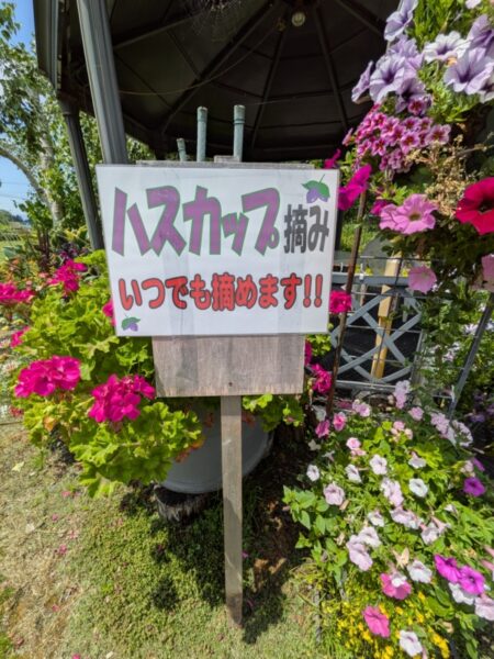 ２０２６年ハスカップ狩り