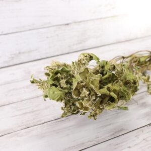 初雪草