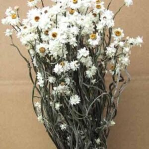 アンモビューム