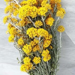黄花ローダンゼ