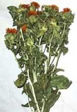 紅花