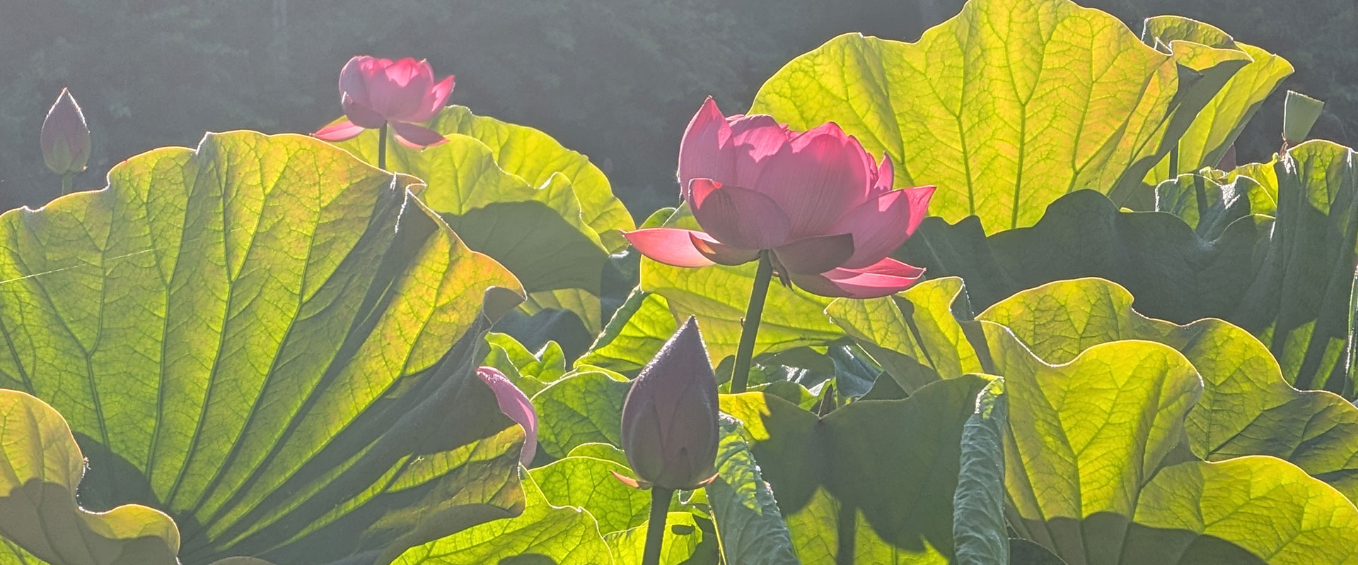 花工房あや