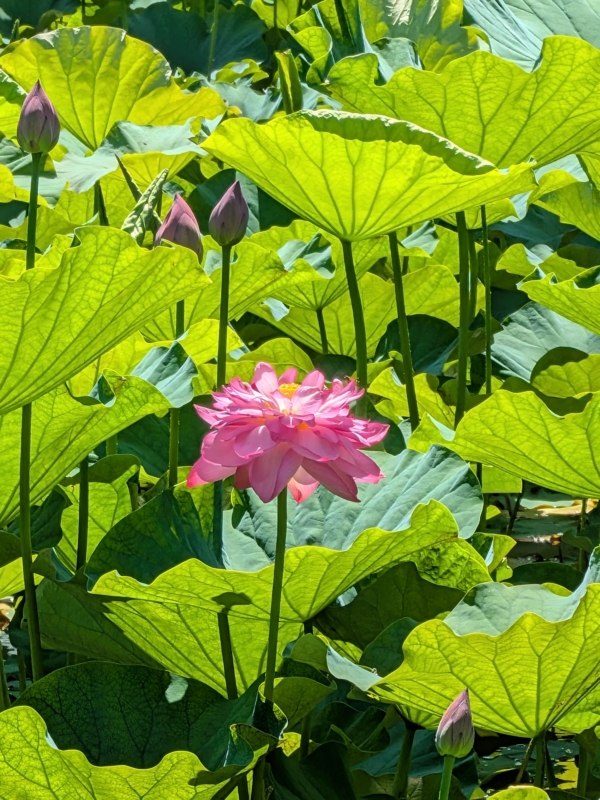 花工房あや