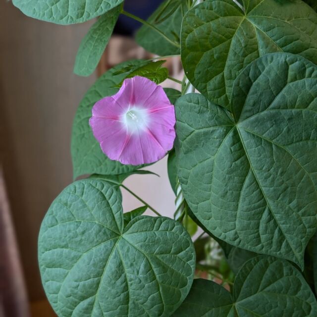 今年も第一花が咲きました！
これから毎日数を数えていきます。2枚目は昨年の

#朝顔
#冬の室内
#北海道の冬
#花工房あや